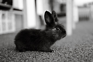 Cruelty-free kosmetika